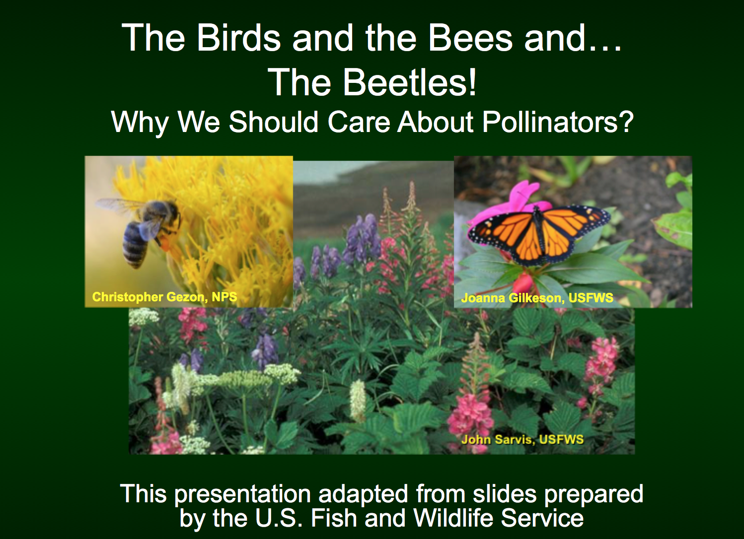 Pollinator Presentation Cover Photo